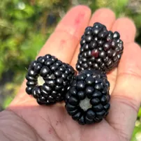 thumbnail for publication: Blackberries